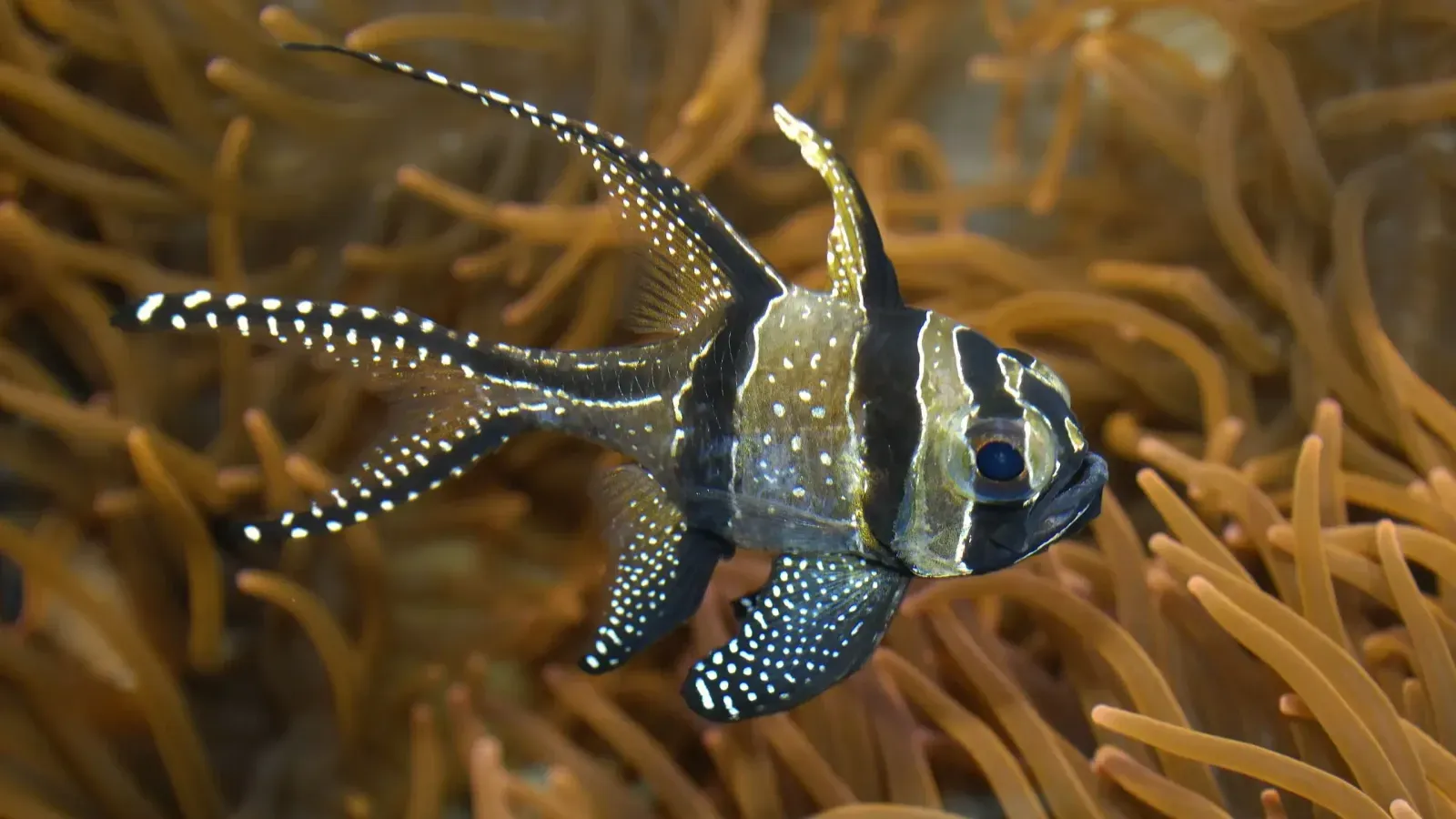 A Banggai Cardinalfish with black and white stripes and spots swims among orange anemone tentacles